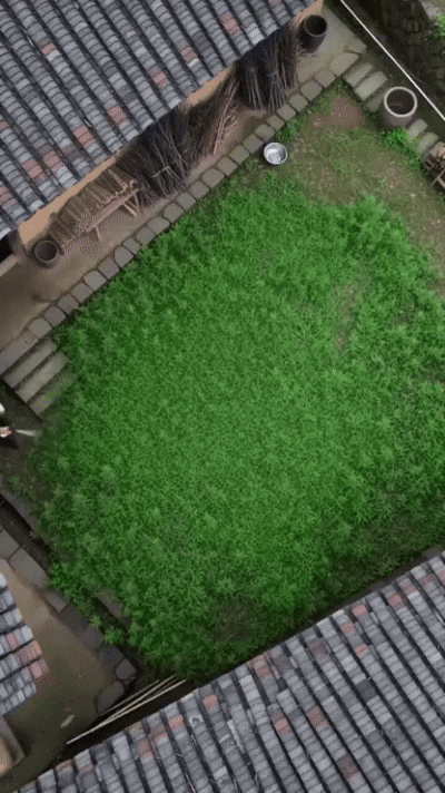 Eradicate Stubborn Weeds Instantly